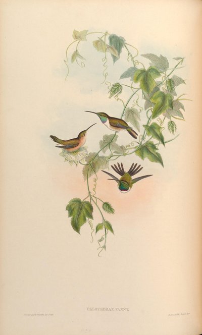 Calothorax fanny = Myrtis fanny by John Gould